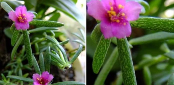 如何繁殖马齿苋