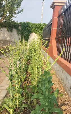 莴笋上面有花是怎么回事