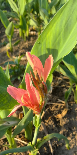 美人蕉叶片变黑怎么办