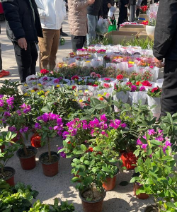 家庭养花用生根粉