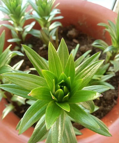 怎么样使花叶绿油油亮