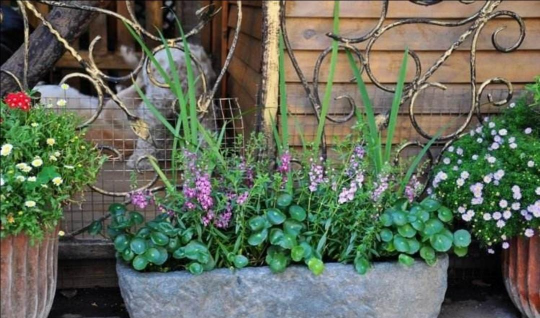 家庭养花用生根粉