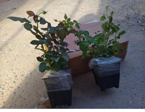 家庭养花用生根粉