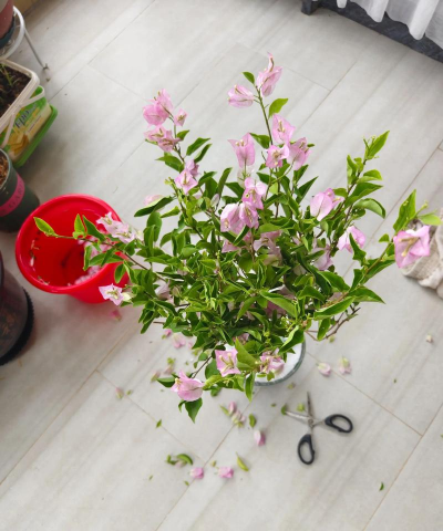 家庭养花用生根粉