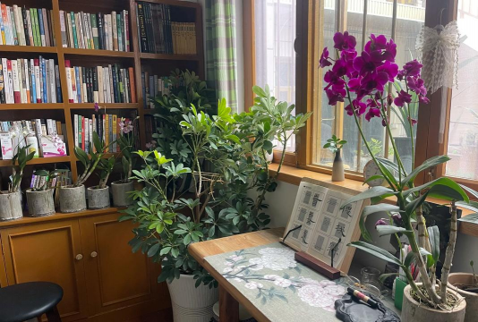 家庭养花用生根粉