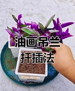 家庭养花用生根粉