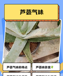 我家芦荟干煸是怎么回事