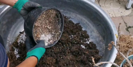 家庭养花用生根粉