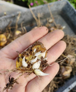 家庭养花用生根粉