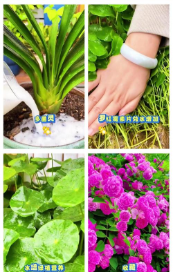 家庭养花用生根粉