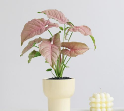 红粉佳人掉叶子怎么回事