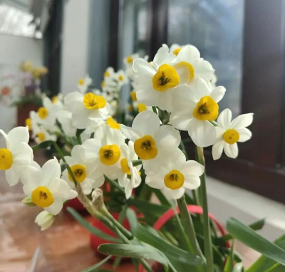 春节家里放水养花