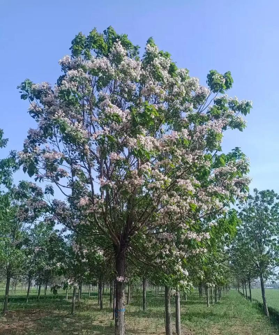 楸树怎么样是长得好