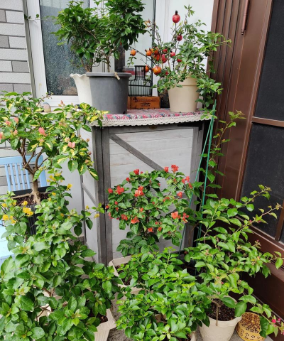 家庭养花用生根粉