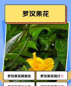 罗汉果怎么种植花才多