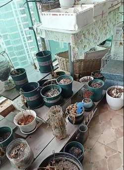 家庭养花用生根粉