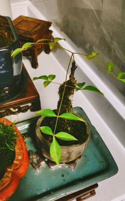 家庭养花用生根粉