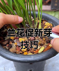 家庭养花用生根粉