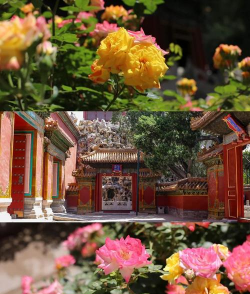 皇帝养花的地方