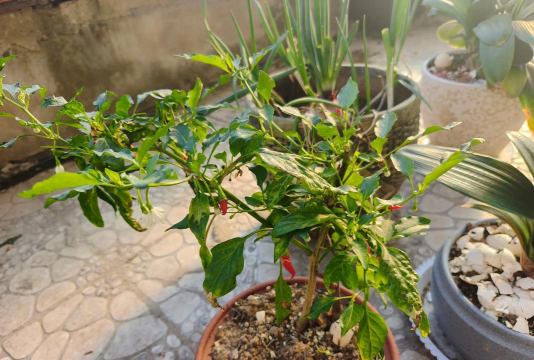 家庭养花用生根粉