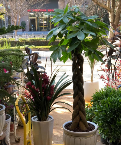 家庭养花用生根粉