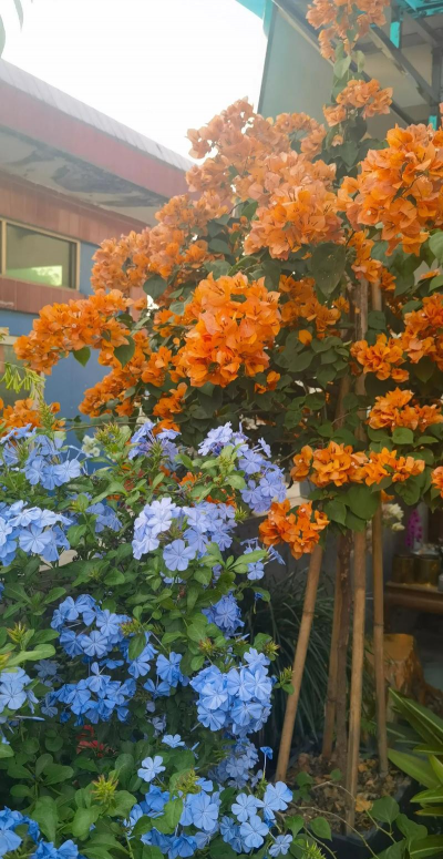 家庭养花用生根粉