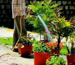 家庭养花用生根粉