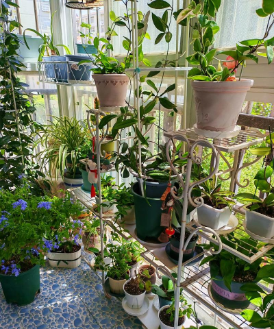 家庭养花用生根粉