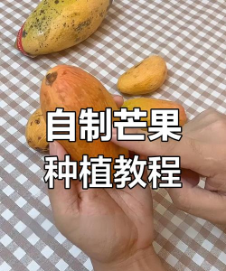 要怎么样才能种出芒果