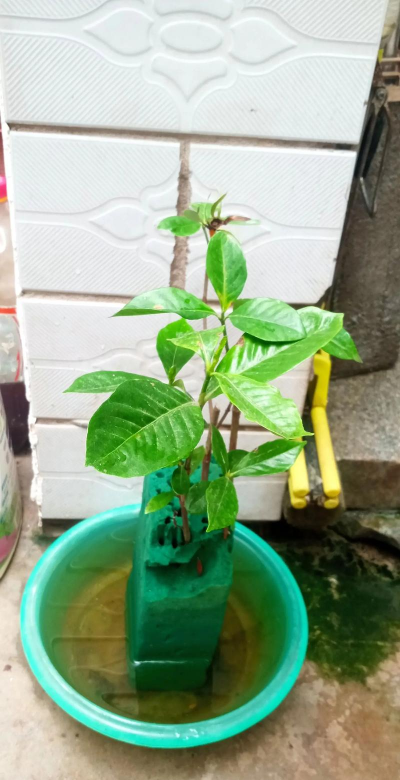 家庭养花用生根粉