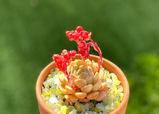 多肉克拉拉怎么养才红