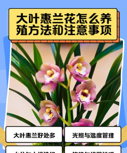 大叶惠兰怎么养才能开花