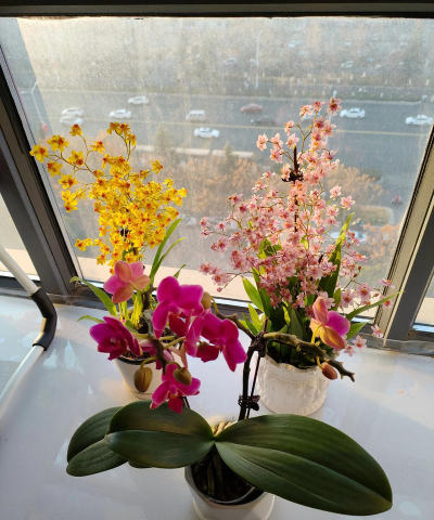 家庭养花用生根粉