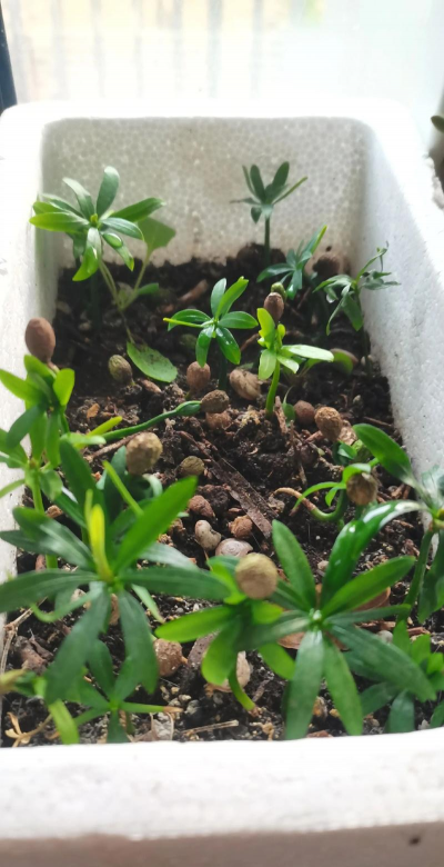 家庭养花用生根粉