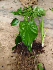 家庭养花用生根粉