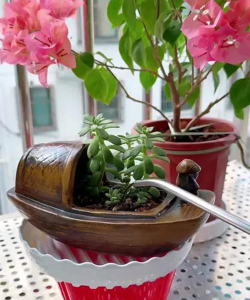 家庭养花用生根粉