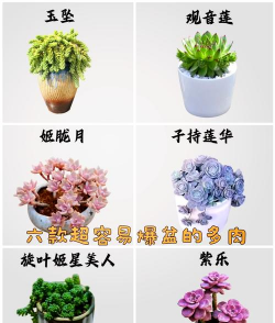 一大坨子持莲华怎么种