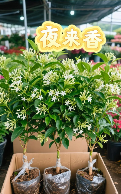 家庭养花用生根粉