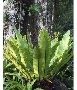 鸟巢蕨的叶子怎么长出来