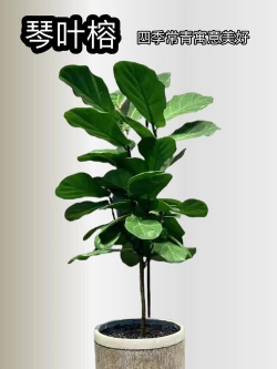 琴叶榕叶子太密怎么办