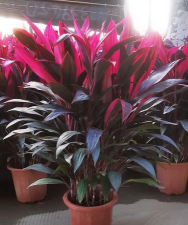 红叶朱蕉叶片不红怎么办