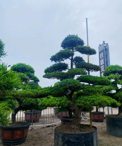 罗汉松s装怎么做造型