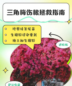 家庭养花用生根粉