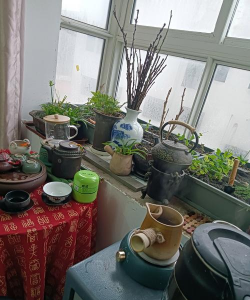 家庭养花用生根粉