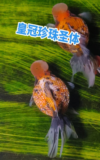 皇冠珍珠怎么养花