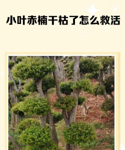 小叶怎么死了怎么救活