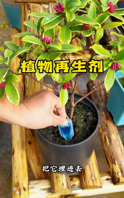 家庭养花用生根粉