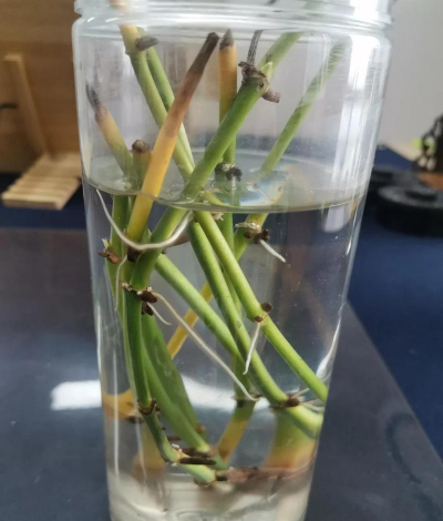 家庭养花用生根粉