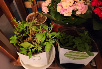 家庭养花用生根粉