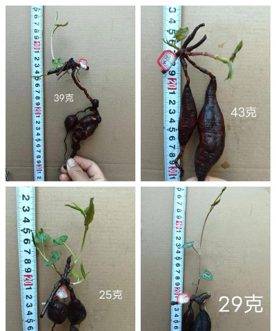 如何种植乌头根